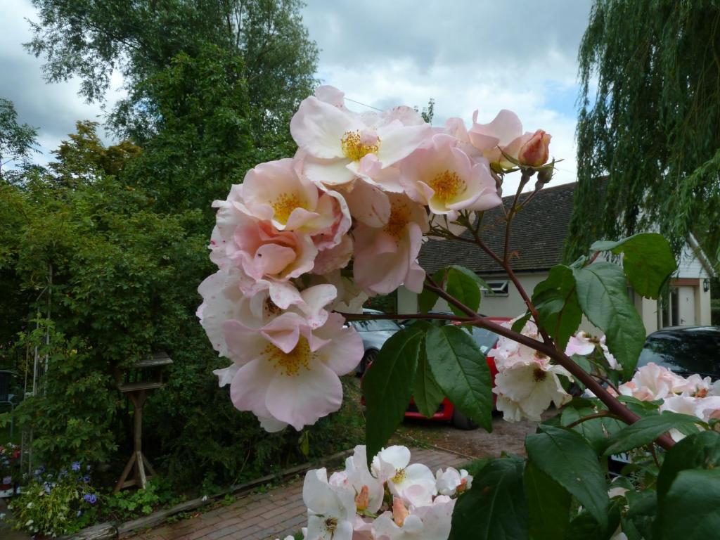 The Willows Guest House Takeley Pokoj fotografie